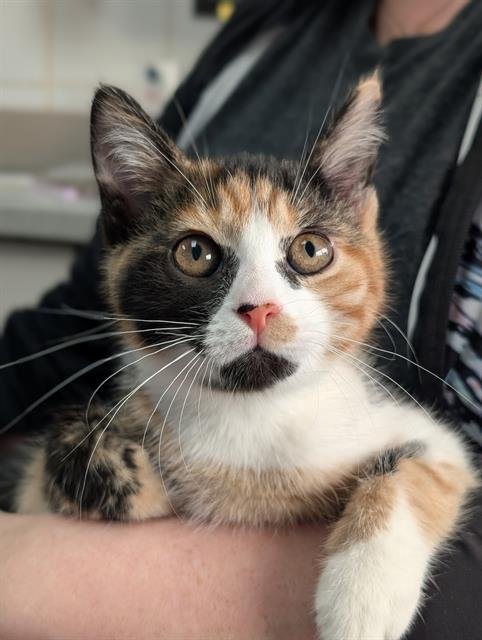 PAISLEY - Domestic Short Hair available for adoption