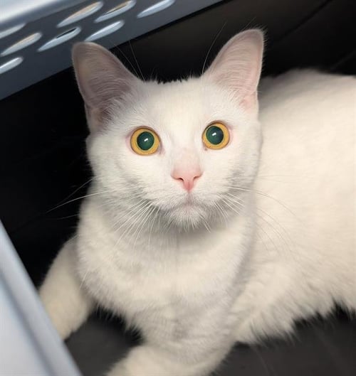 MAGNOLIA - Domestic Short Hair available for adoption