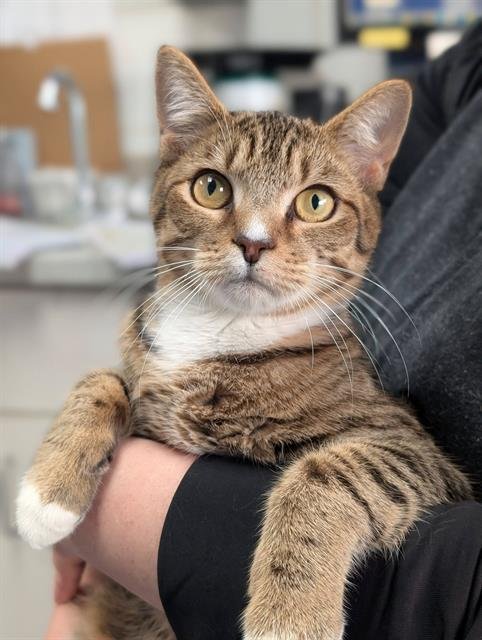 BERT