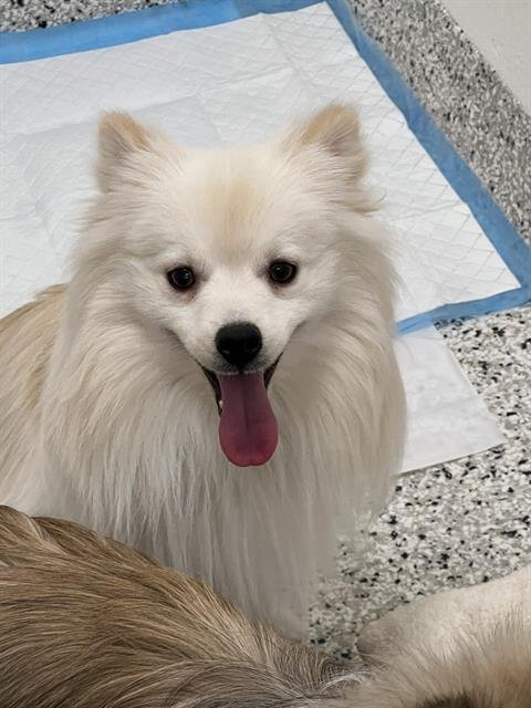 TEDDY - Pomeranian / Papillon available for adoption