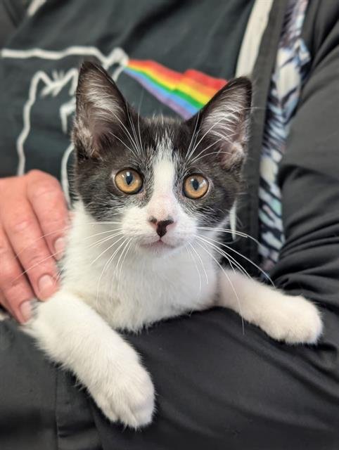 ABBY Image
