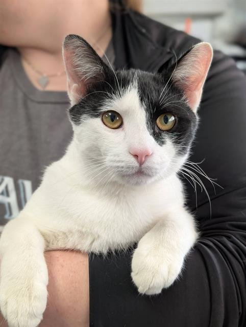 PHANTOM - Domestic Short Hair available for adoption