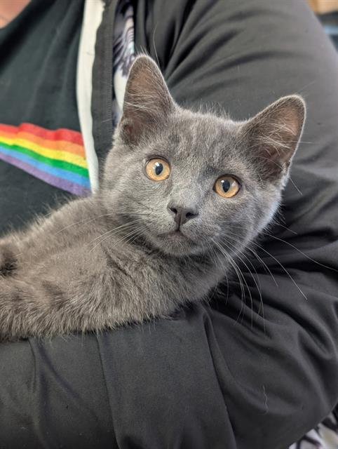 FLINT - Domestic Short Hair available for adoption