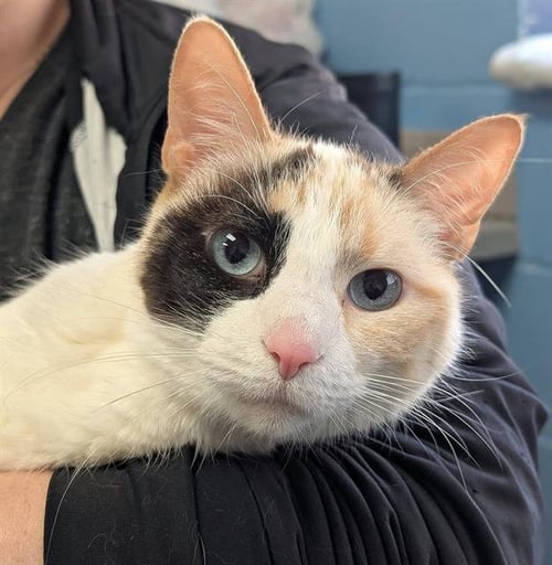 MICKIE - Domestic Short Hair available for adoption