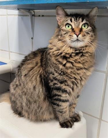 MUFFINS - Domestic Short Hair available for adoption