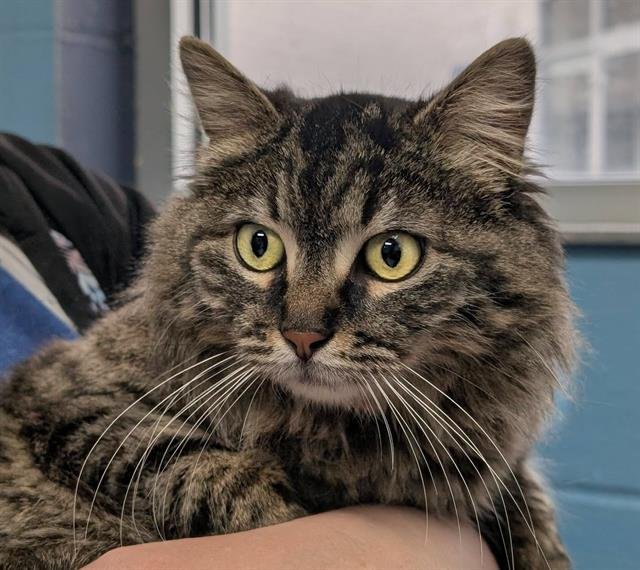 ZSA ZSA - Domestic Long Hair available for adoption