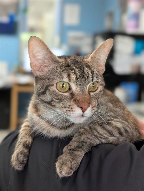 CARMELLA - Domestic Short Hair available for adoption