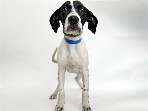 MOOKIE - Terrier available for adoption