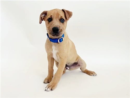 CARAXES - Terrier available for adoption
