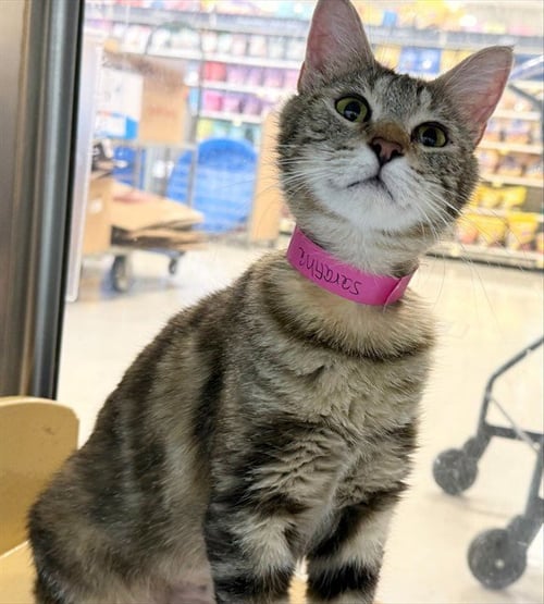 SARAFINA - Domestic Short Hair available for adoption