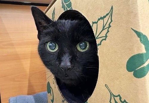 OLIVER - Domestic Short Hair for adoption in St. Louis