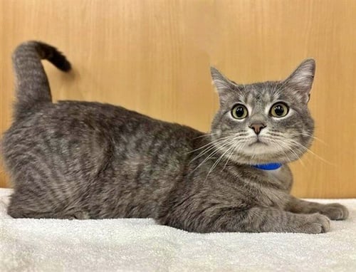 BIRK - Domestic Short Hair available for adoption