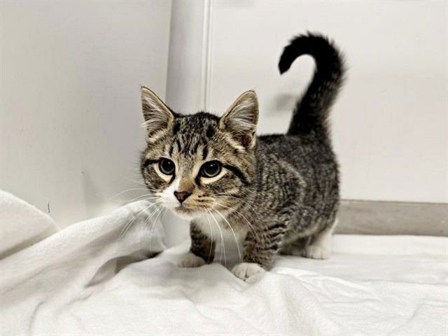 SPAID - Domestic Short Hair available for adoption