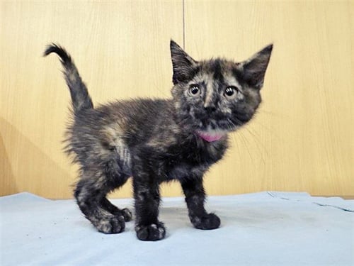LITTLE BITS - Domestic Short Hair available for adoption