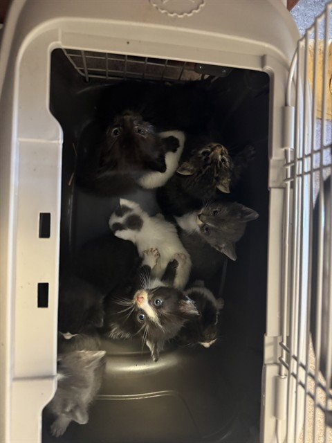 TREE HUGGER - Domestic Short Hair available for adoption
