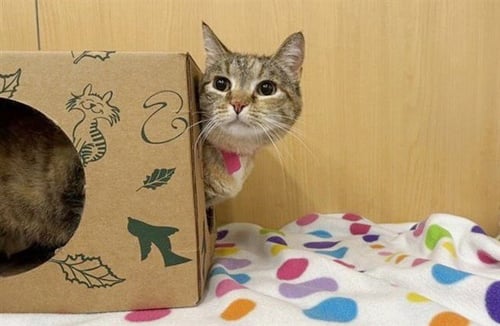 SNOWY - Domestic Short Hair available for adoption
