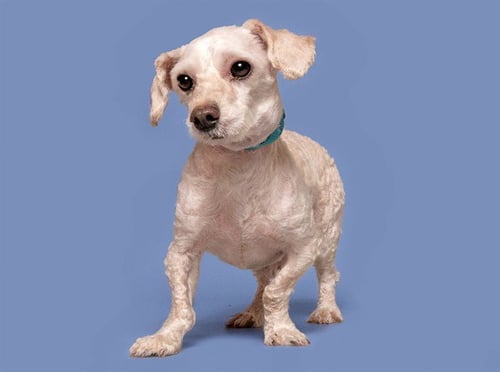 KAI - Poodle (Miniature) available for adoption