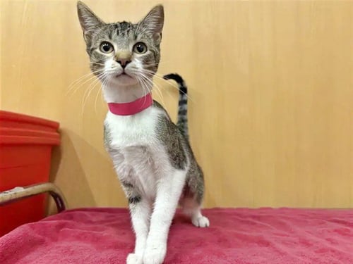 DARMA - Domestic Short Hair available for adoption