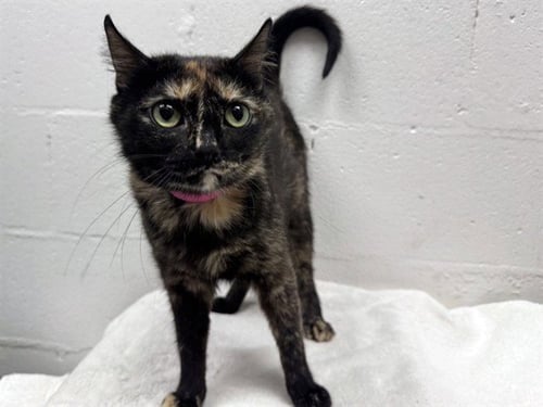 SCRAPPY - Domestic Short Hair available for adoption