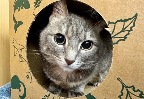 BELLA - Domestic Short Hair available for adoption