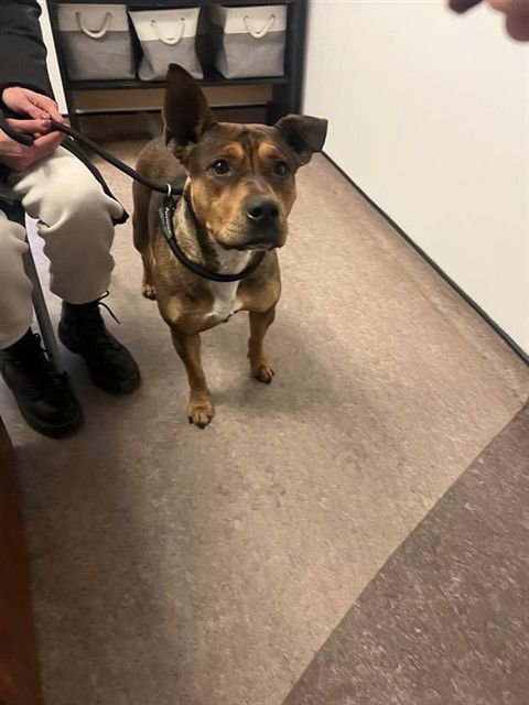 VALENTINA - Pit Bull Terrier available for adoption