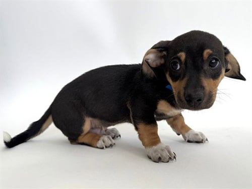 GIORGIO ARMANI - Pit Bull Terrier available for adoption
