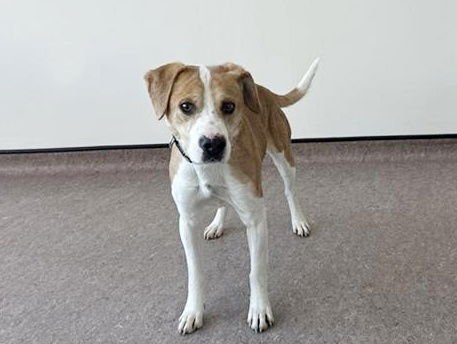 AMORE - Labrador Retriever available for adoption