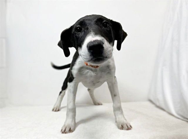 GRETCHEN - Terrier available for adoption