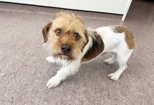 MUSTACHE - Terrier available for adoption