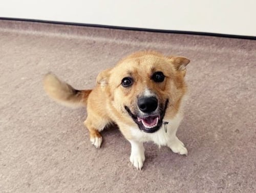 RAVIOLI - Cardigan Welsh Corgi available for adoption
