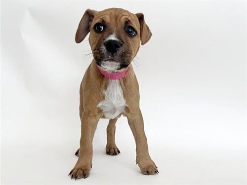 JUDY - Pit Bull Terrier available for adoption