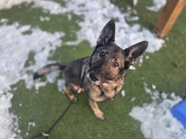 ZOEY - German Shepherd Dog available for adoption