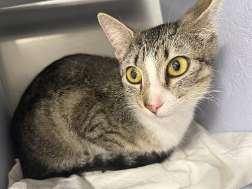 MOJITO - Domestic Short Hair available for adoption
