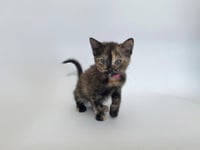 NALA - Photo 1