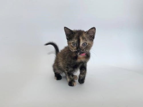 NALA - Domestic Medium Hair available for adoption