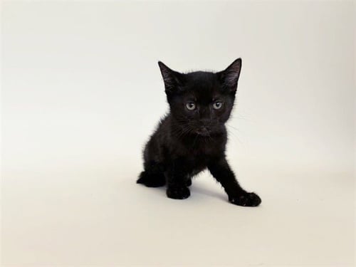 JET - Domestic Short Hair available for adoption