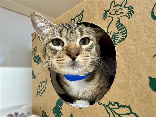 FOREST - Domestic Medium Hair for adoption in St. Louis