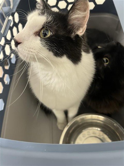 OREO - Domestic Short Hair available for adoption