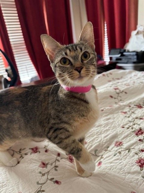 LAVENDER - Domestic Short Hair available for adoption