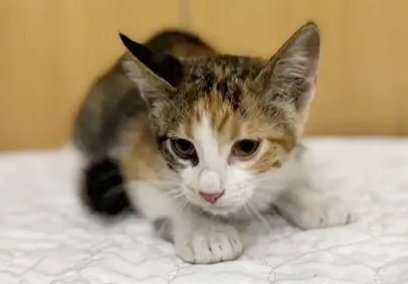 LILLIAN - Domestic Short Hair available for adoption
