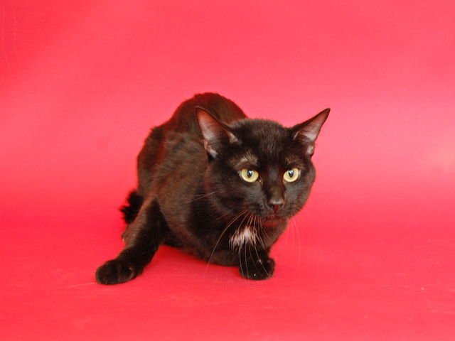 PHAROAH - Domestic Short Hair available for adoption