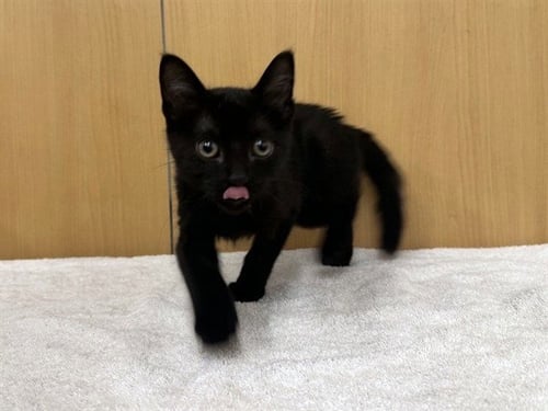 ELWOOD - Domestic Short Hair available for adoption