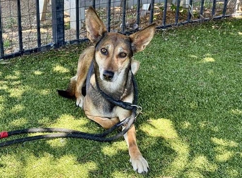 SAM - German Shepherd Dog available for adoption