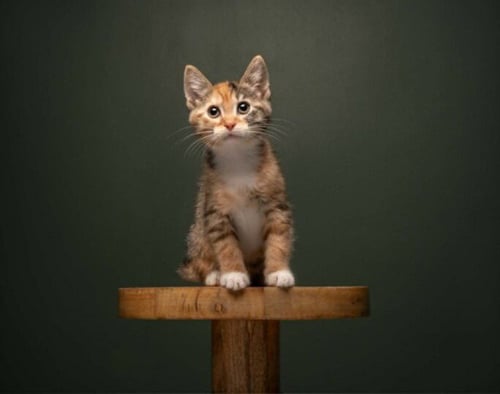 MEADOW - Domestic Short Hair available for adoption