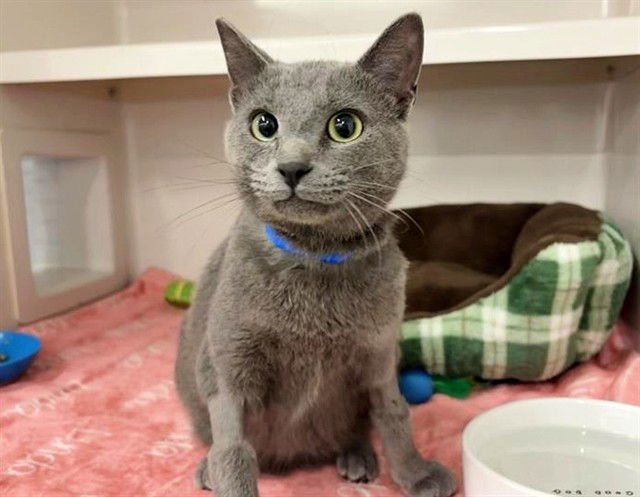 JASPER - Domestic Short Hair available for adoption