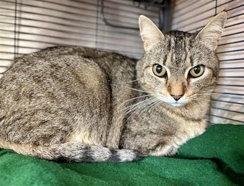 GERALD - Domestic Medium Hair for adoption in St. Louis
