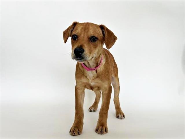 JIMIN - Dachshund available for adoption