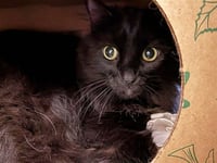 SALEM - Photo 1