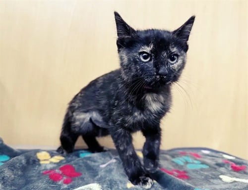 SUKI - Domestic Short Hair available for adoption
