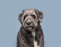 SPENCER - Photo 1